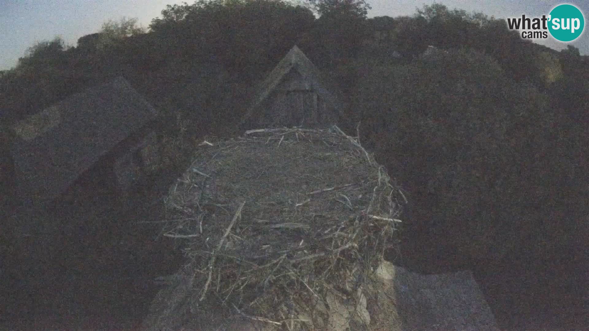 Pueblo europeo de cigüeñas camera en vivo Parque Natural Lonjsko polje