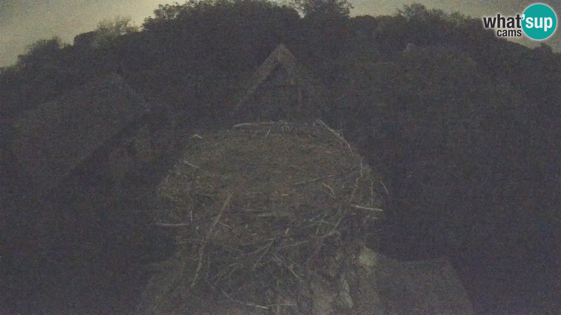 Village européen de cigognes webcam Parc naturel de Lonjsko polje