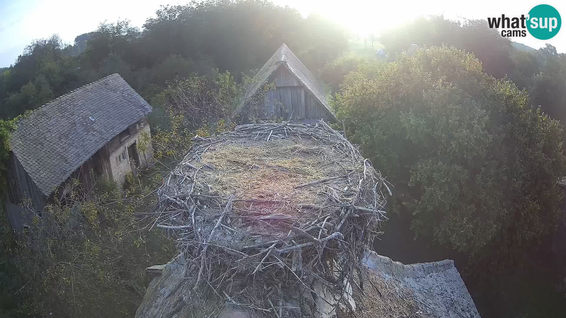 Village européen de cigognes webcam Parc naturel de Lonjsko polje