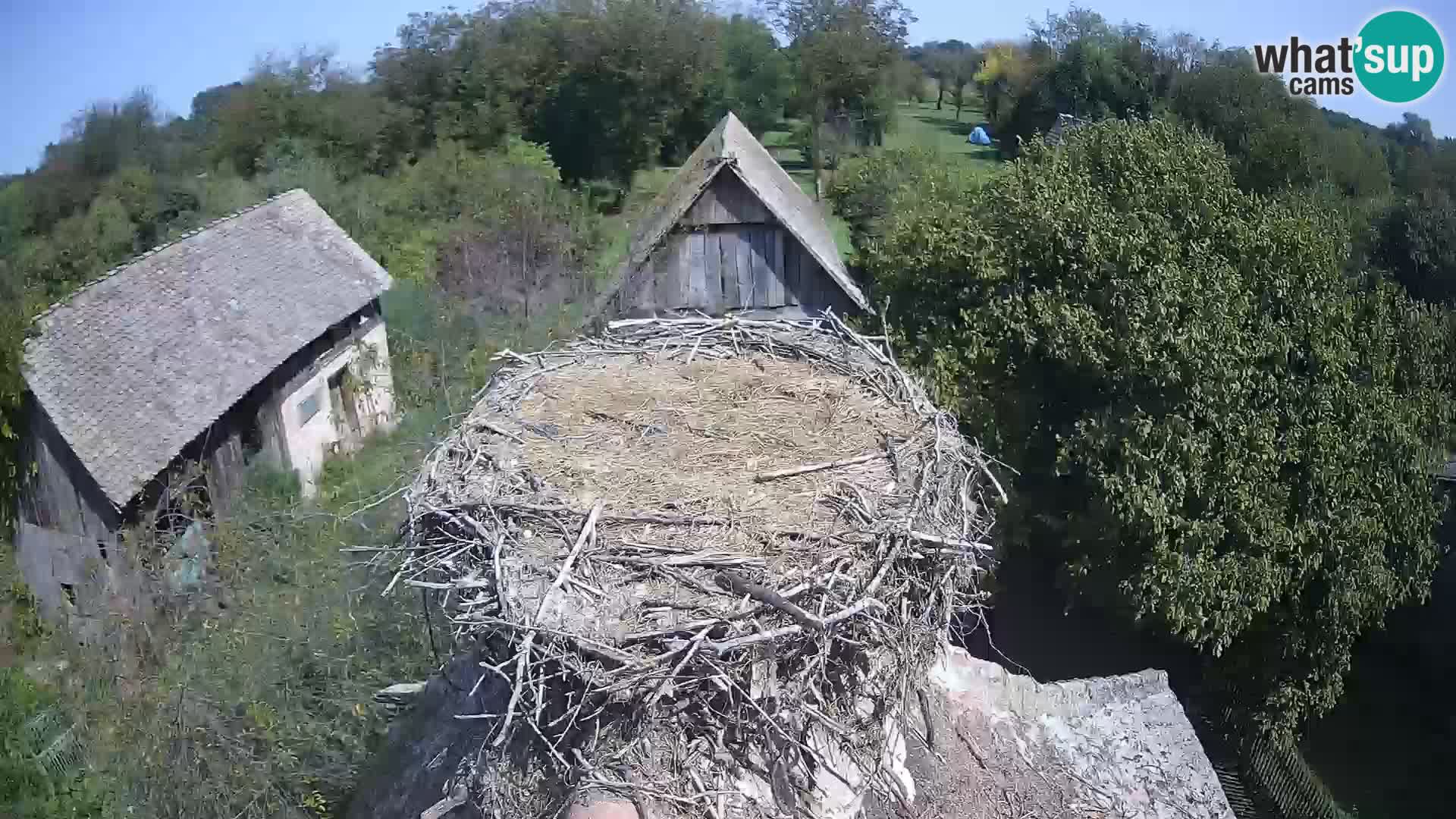 Webcam Europäisches Storchendorf – Naturpark Lonjsko polje