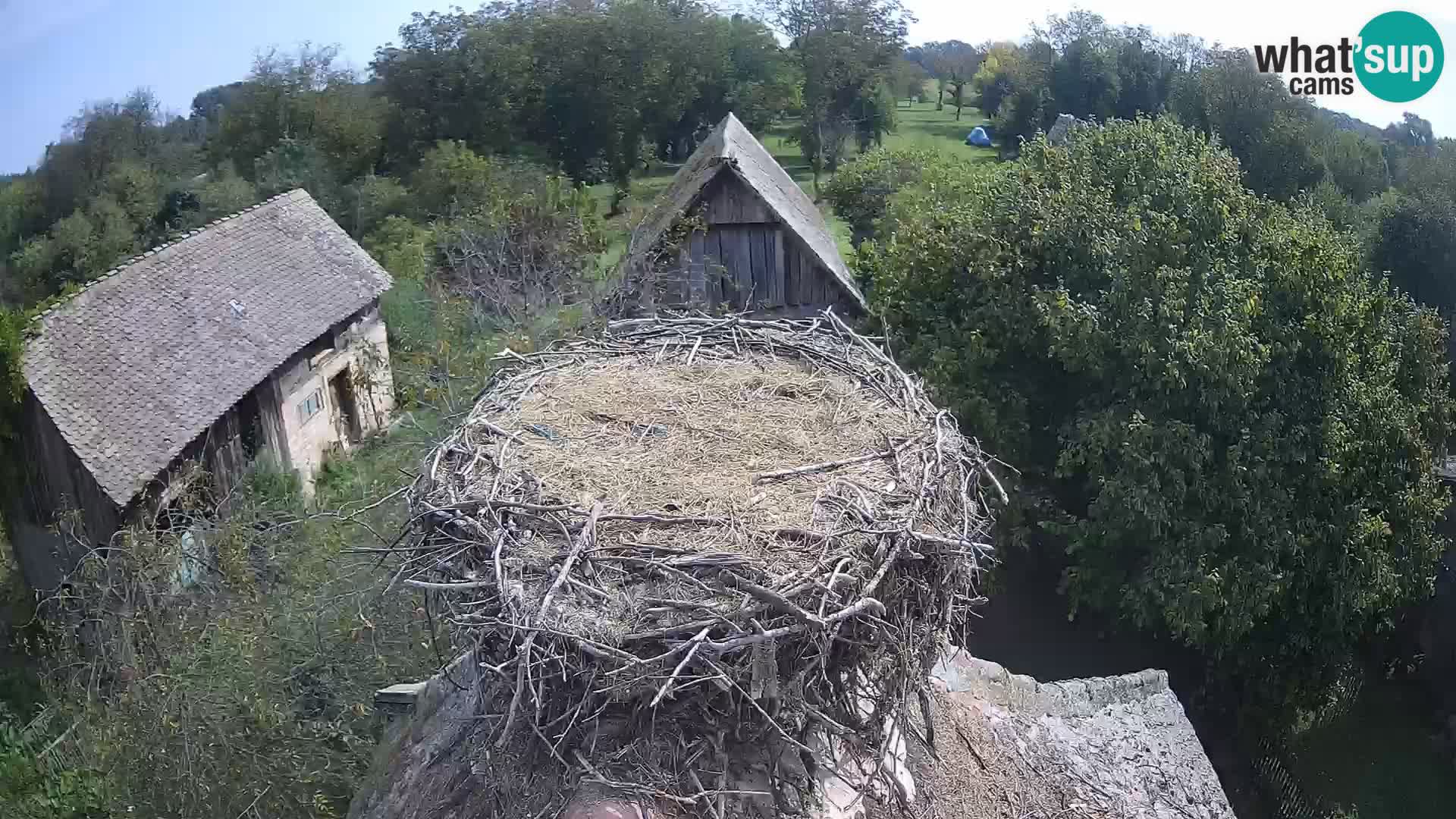 Pueblo europeo de cigüeñas camera en vivo Parque Natural Lonjsko polje