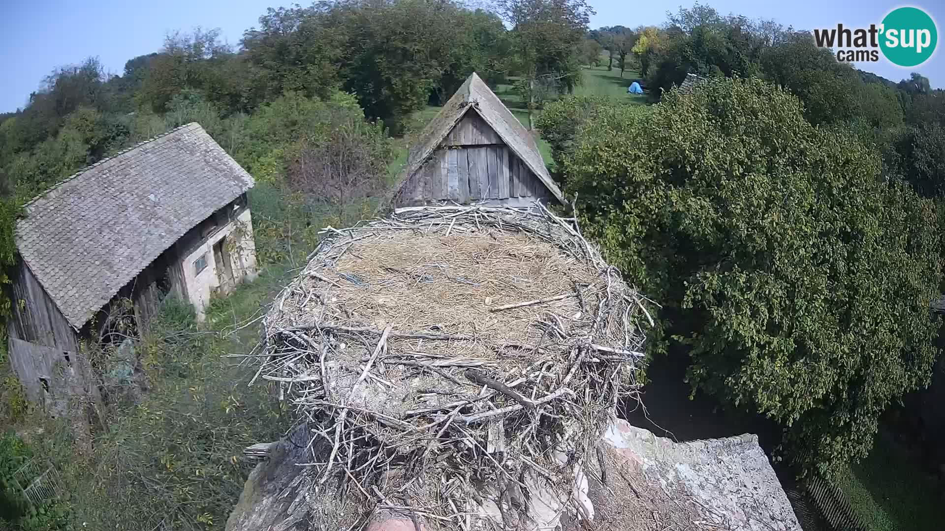 Pueblo europeo de cigüeñas camera en vivo Parque Natural Lonjsko polje