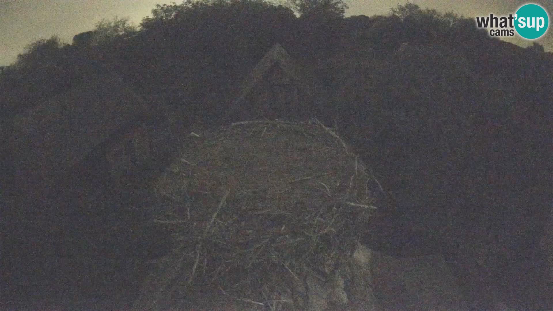 Pueblo europeo de cigüeñas camera en vivo Parque Natural Lonjsko polje