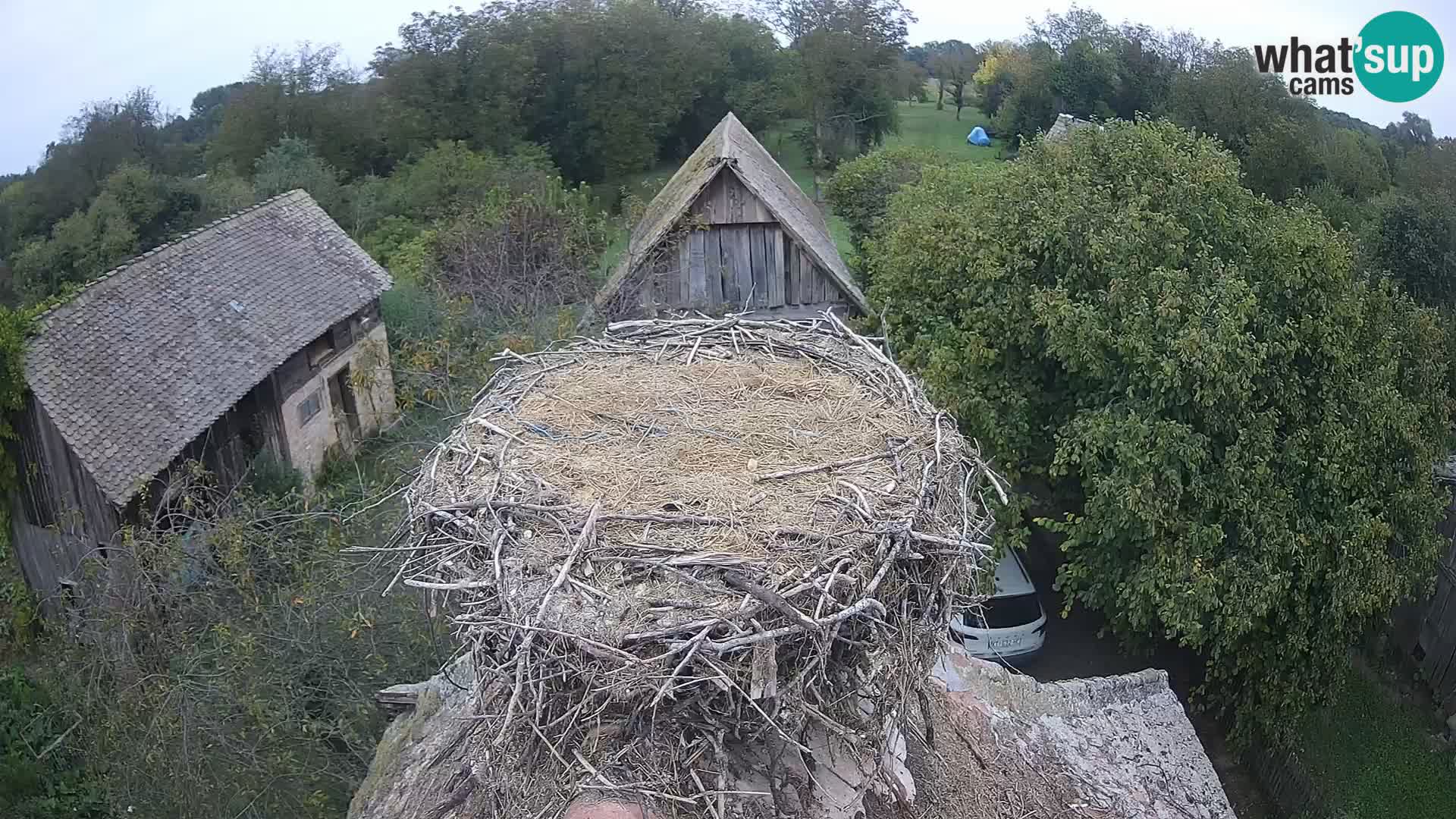 Village européen de cigognes webcam Parc naturel de Lonjsko polje