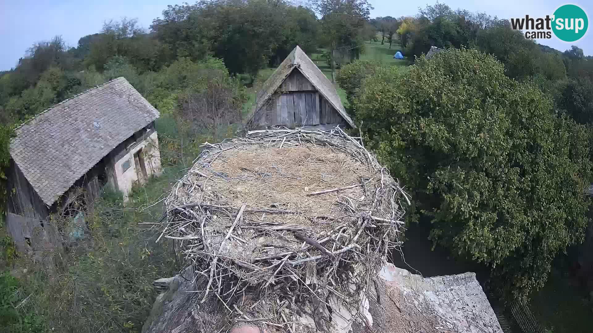 Villaggio delle cicogne europee webcam Parco naturale di Lonjsko polje