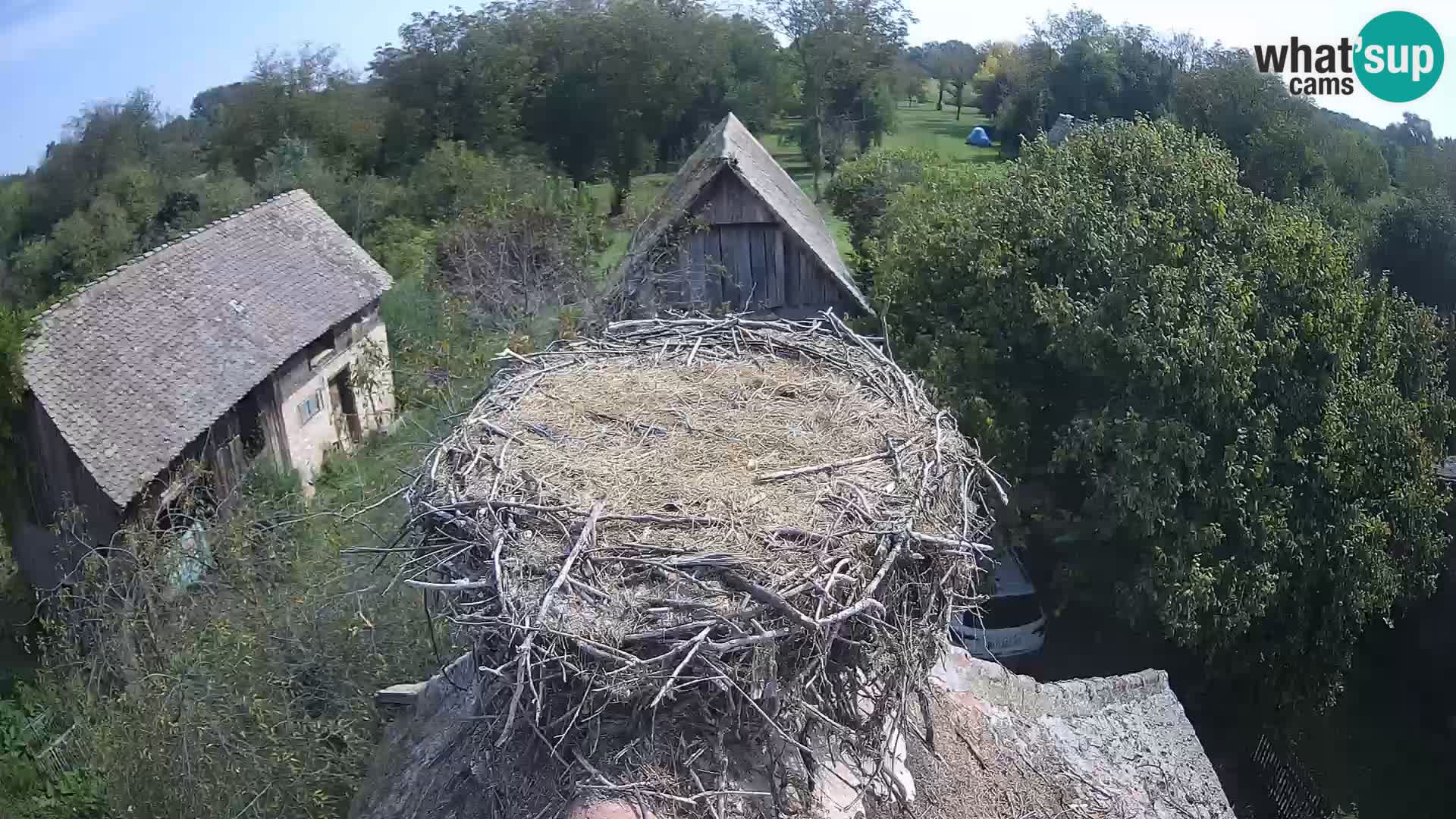Webcam Europäisches Storchendorf – Naturpark Lonjsko polje