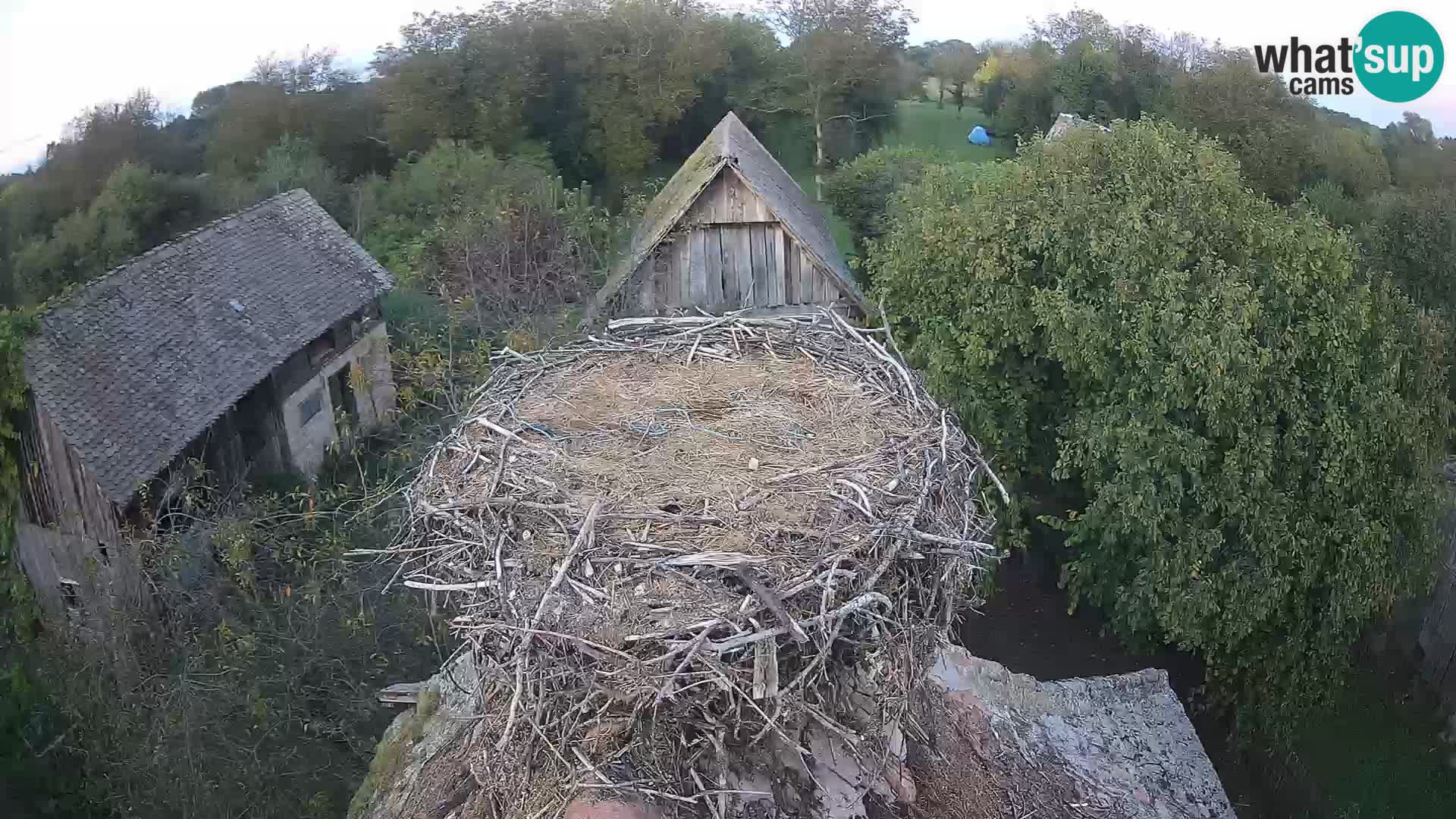 Pueblo europeo de cigüeñas camera en vivo Parque Natural Lonjsko polje
