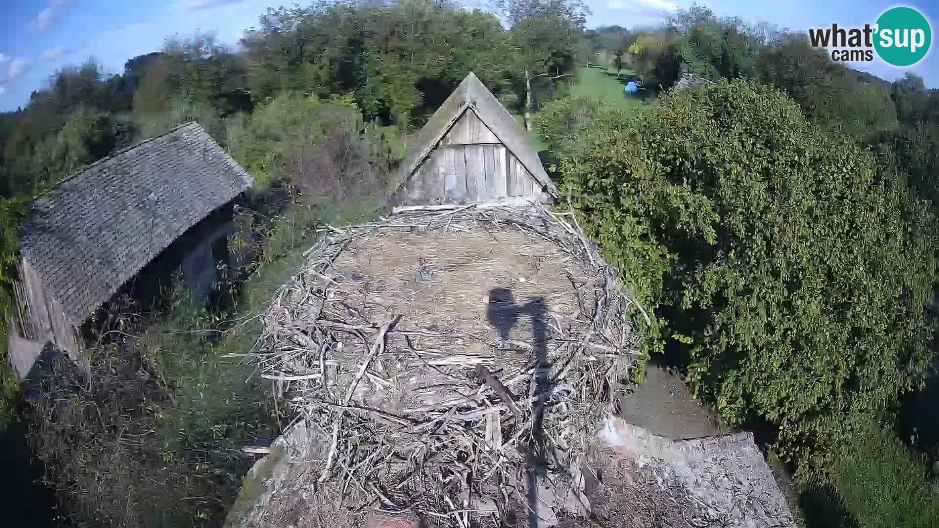 Webcam Europäisches Storchendorf – Naturpark Lonjsko polje