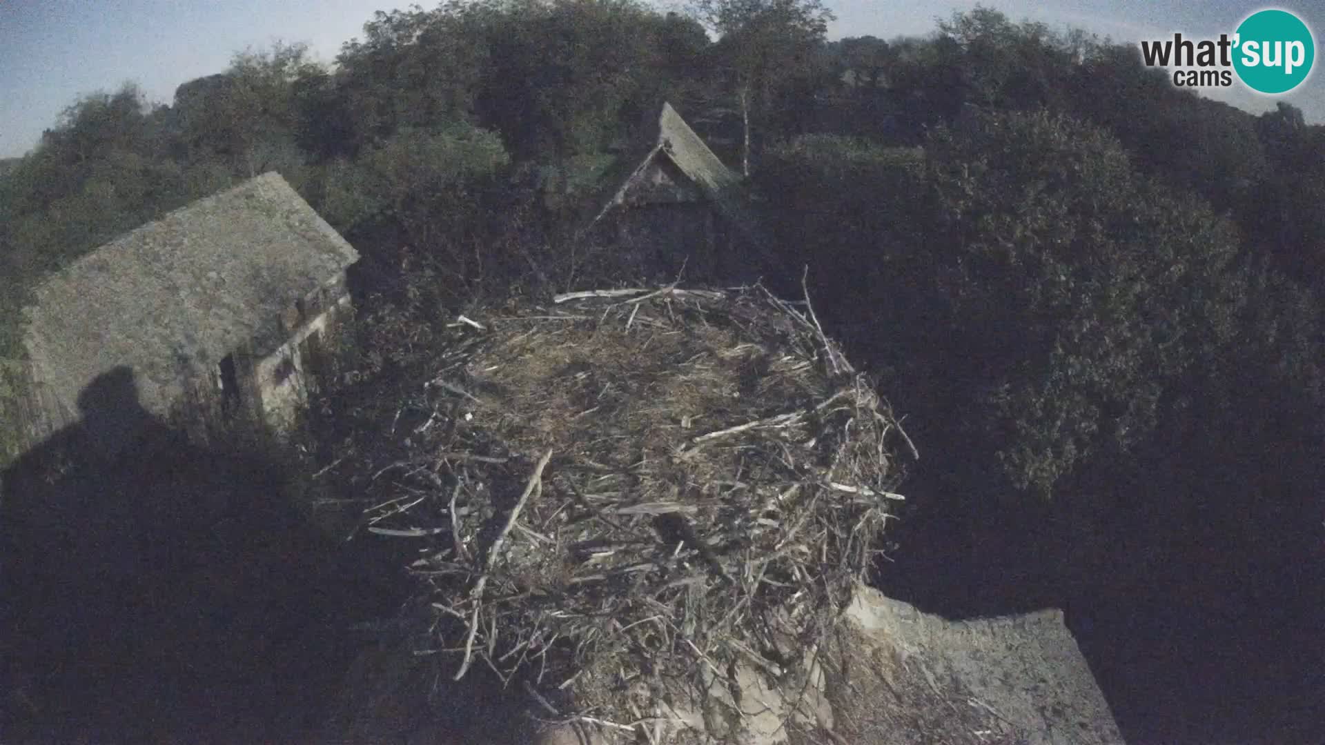 Villaggio delle cicogne europee webcam Parco naturale di Lonjsko polje