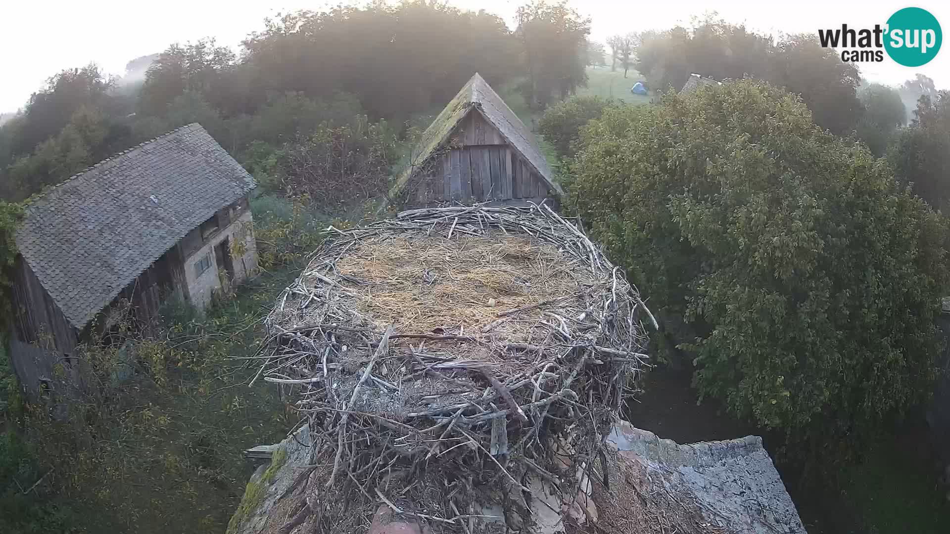 Webcam Europäisches Storchendorf – Naturpark Lonjsko polje