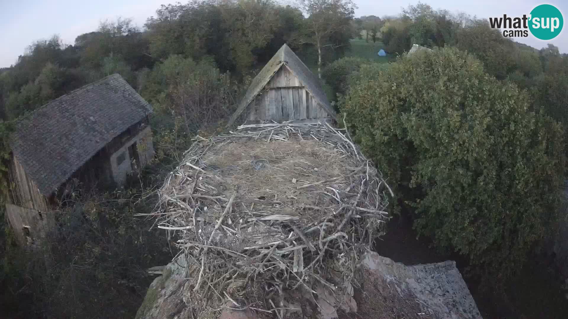 Pueblo europeo de cigüeñas camera en vivo Parque Natural Lonjsko polje