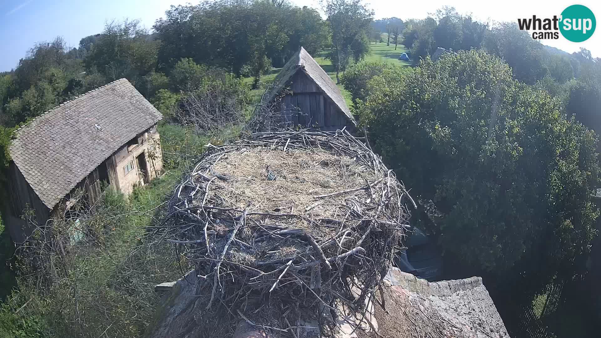 Pueblo europeo de cigüeñas camera en vivo Parque Natural Lonjsko polje