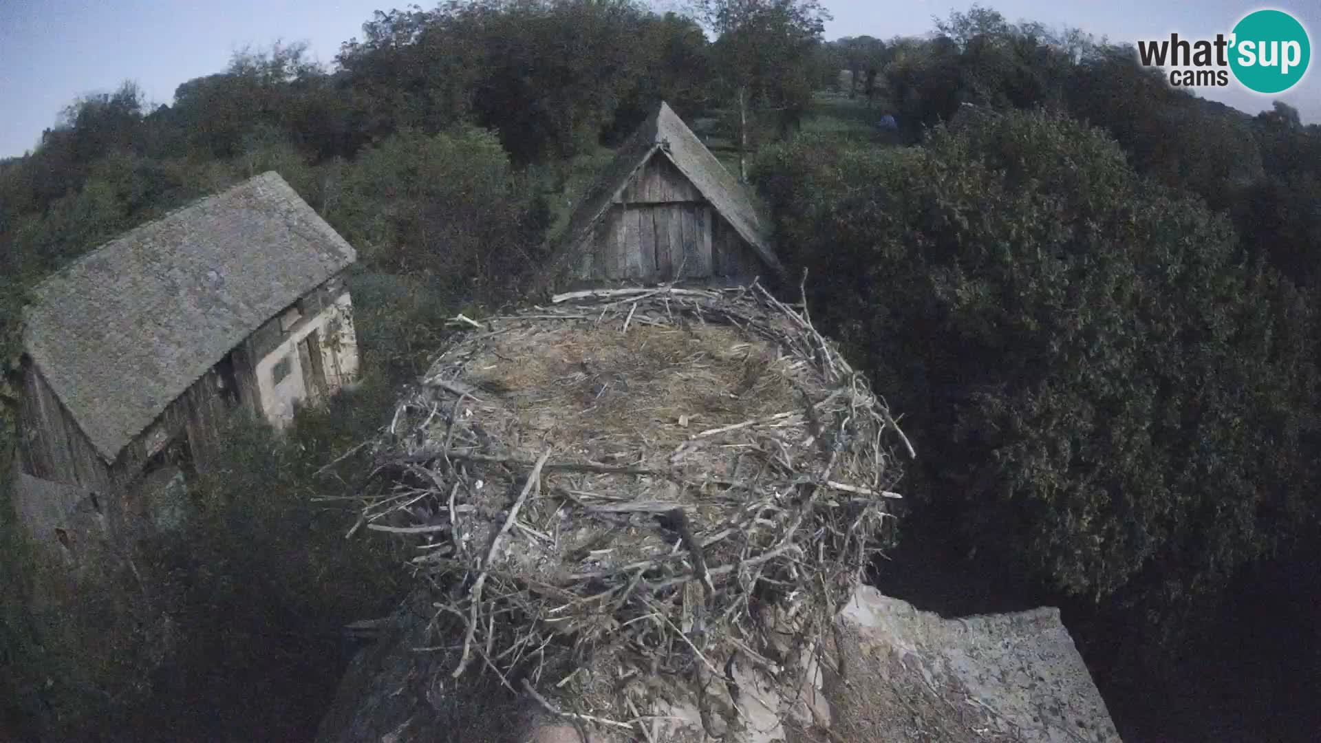 Webcam Europäisches Storchendorf – Naturpark Lonjsko polje