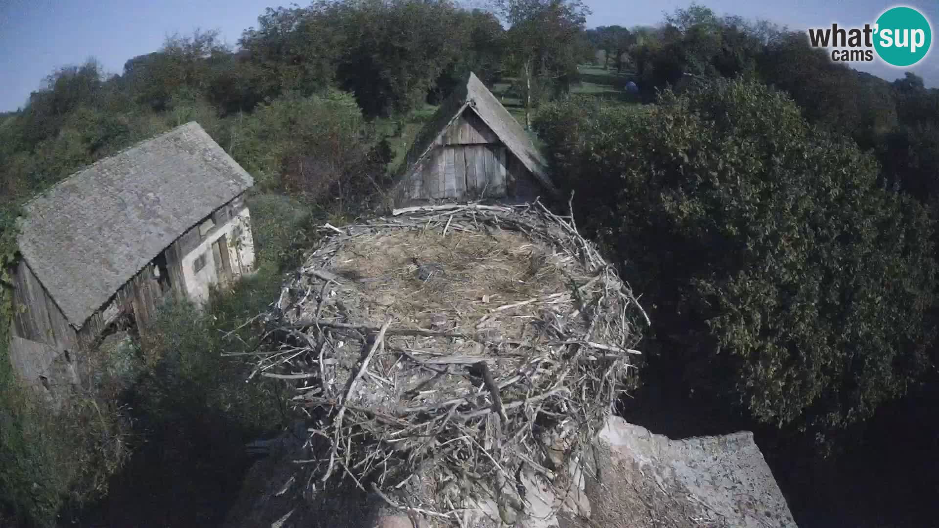 Village européen de cigognes webcam Parc naturel de Lonjsko polje