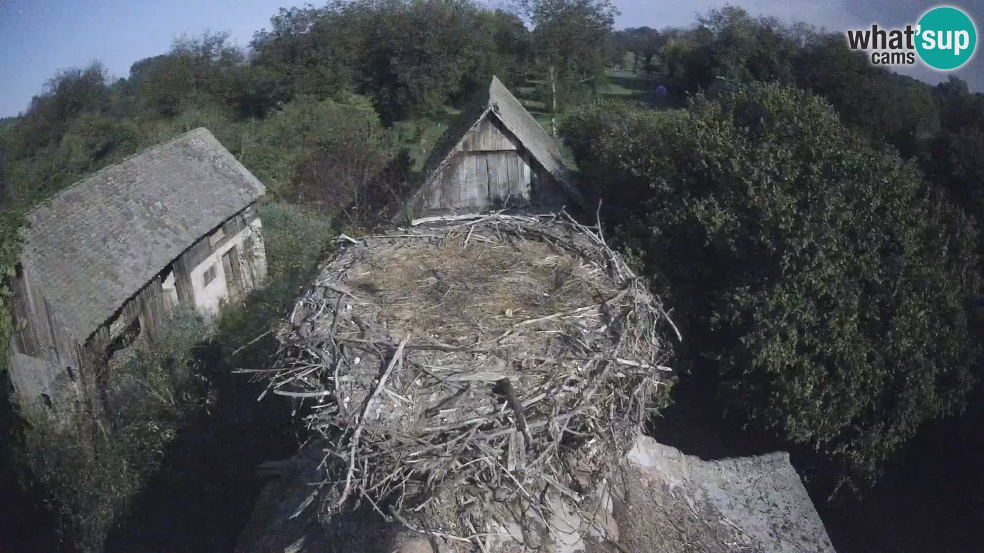 Village européen de cigognes webcam Parc naturel de Lonjsko polje