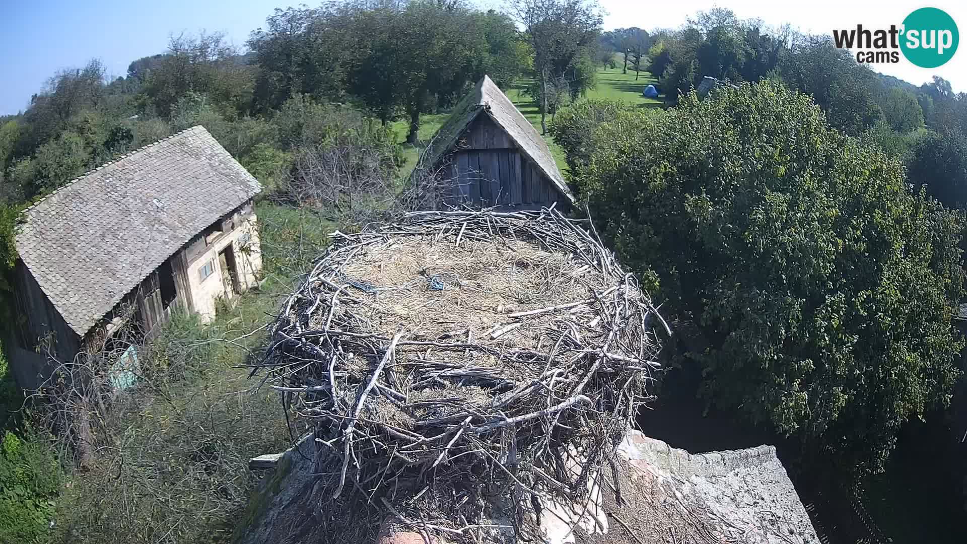 Webcam Europäisches Storchendorf – Naturpark Lonjsko polje