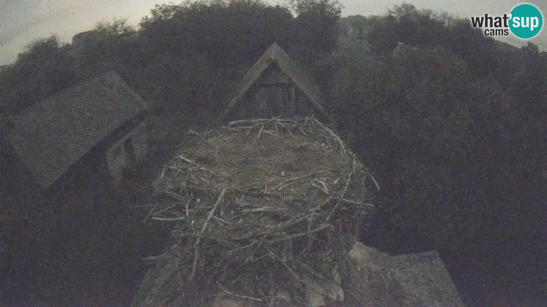 Villaggio delle cicogne europee webcam Parco naturale di Lonjsko polje