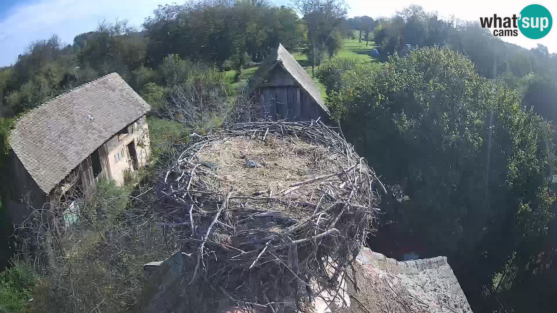 U živo Europsko selo roda – Park prirode Lonjsko polje