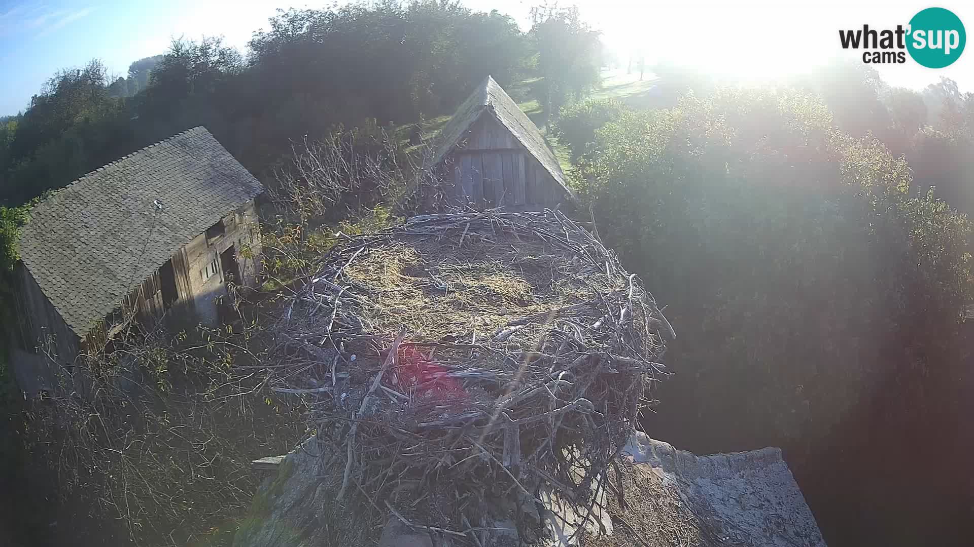 Villaggio delle cicogne europee webcam Parco naturale di Lonjsko polje