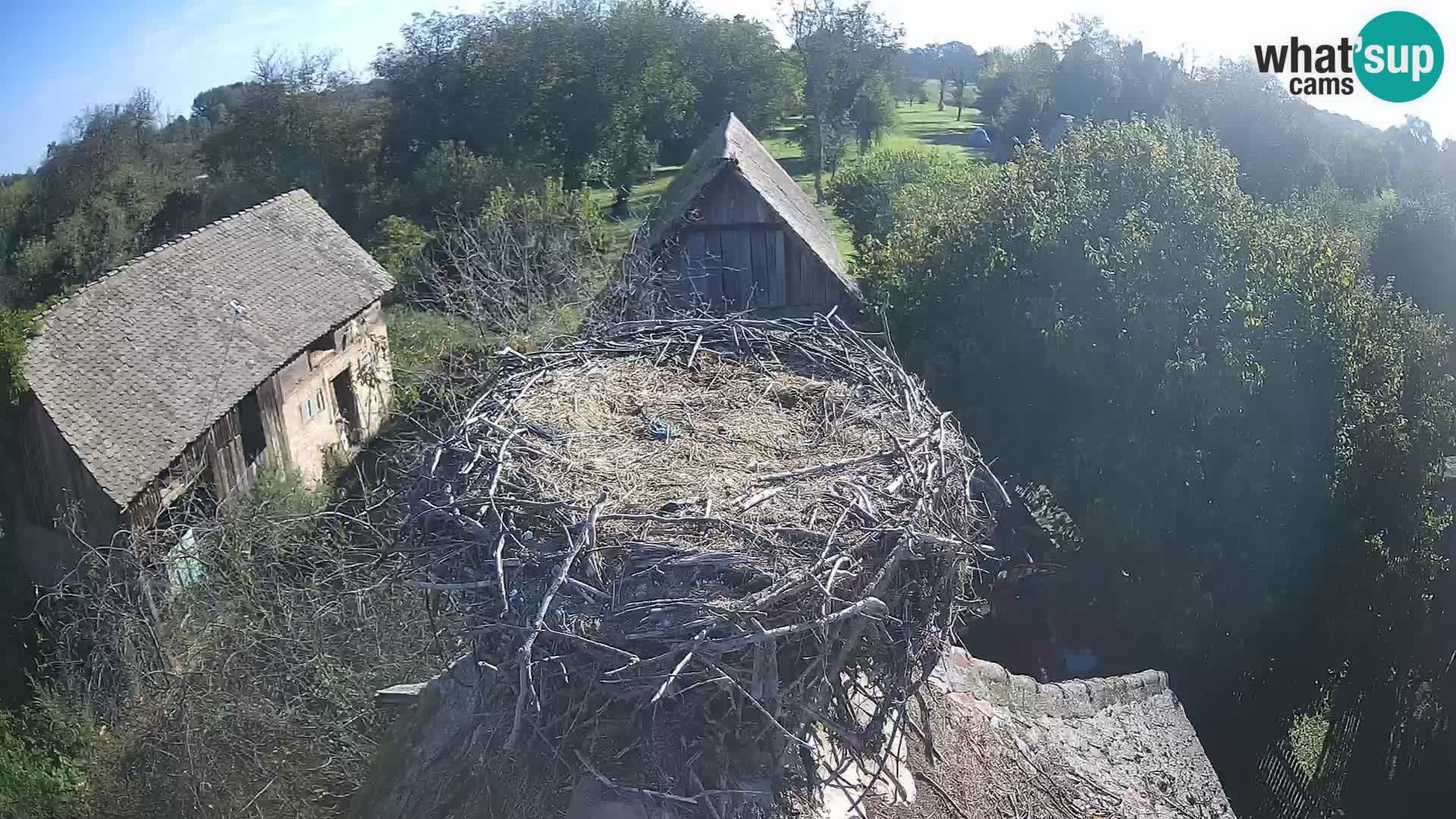 Village européen de cigognes webcam Parc naturel de Lonjsko polje
