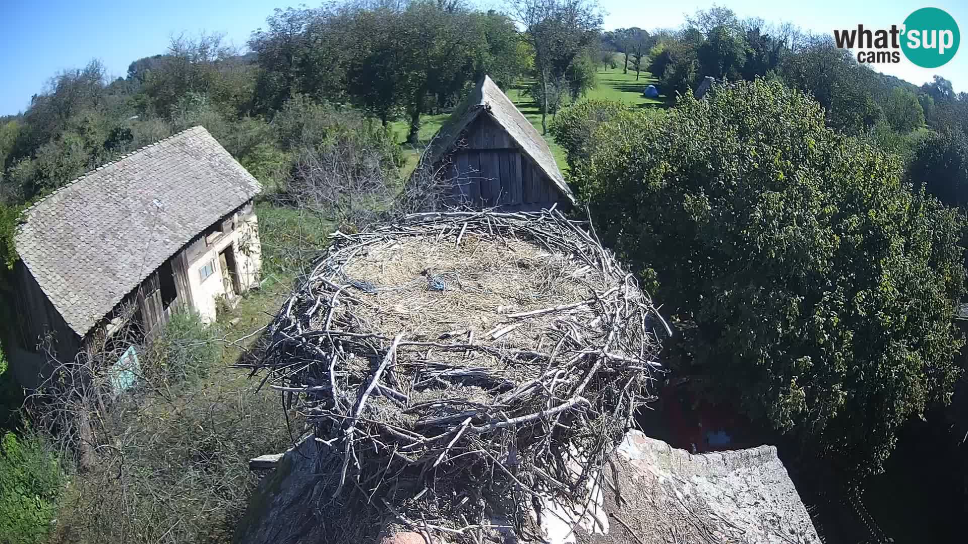 Village européen de cigognes webcam Parc naturel de Lonjsko polje