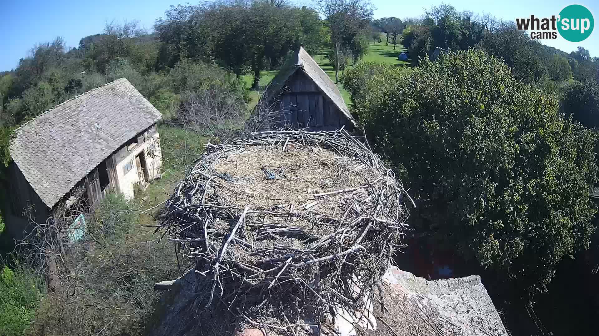 Village européen de cigognes webcam Parc naturel de Lonjsko polje