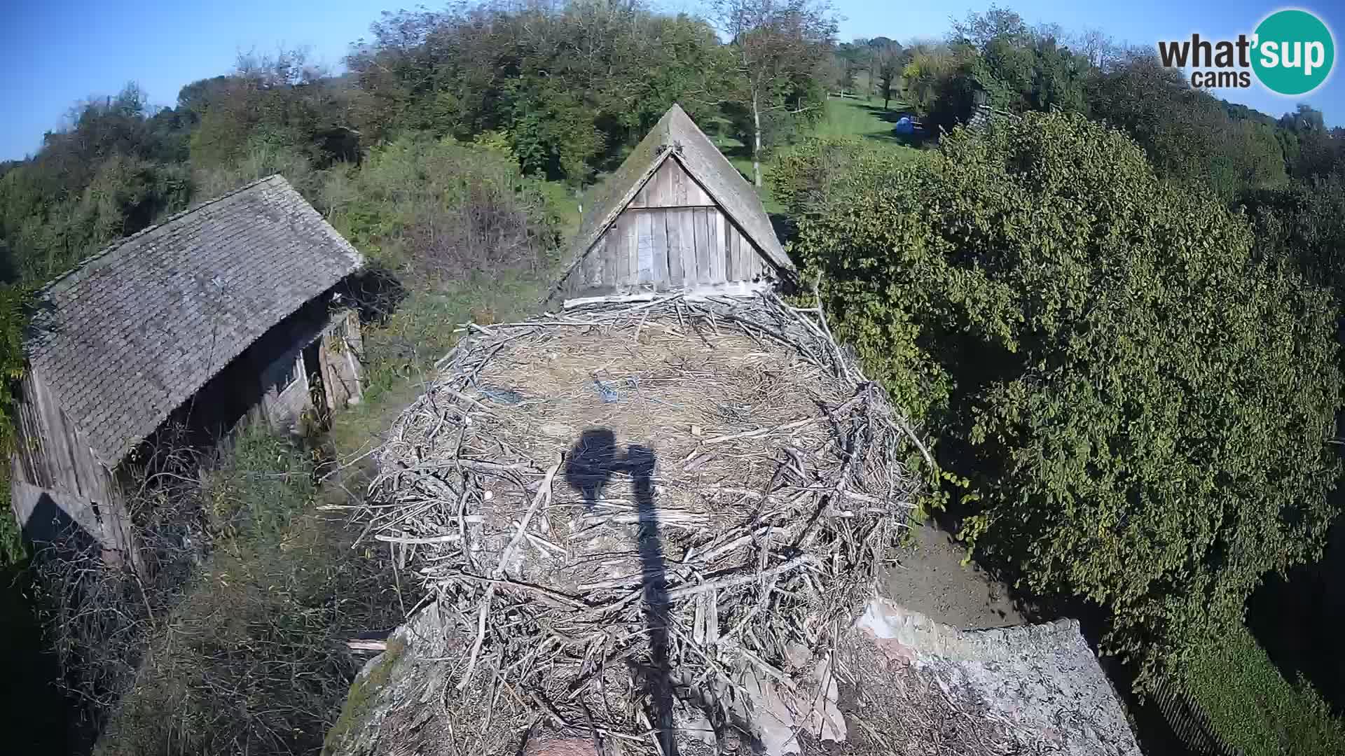 U živo Europsko selo roda – Park prirode Lonjsko polje