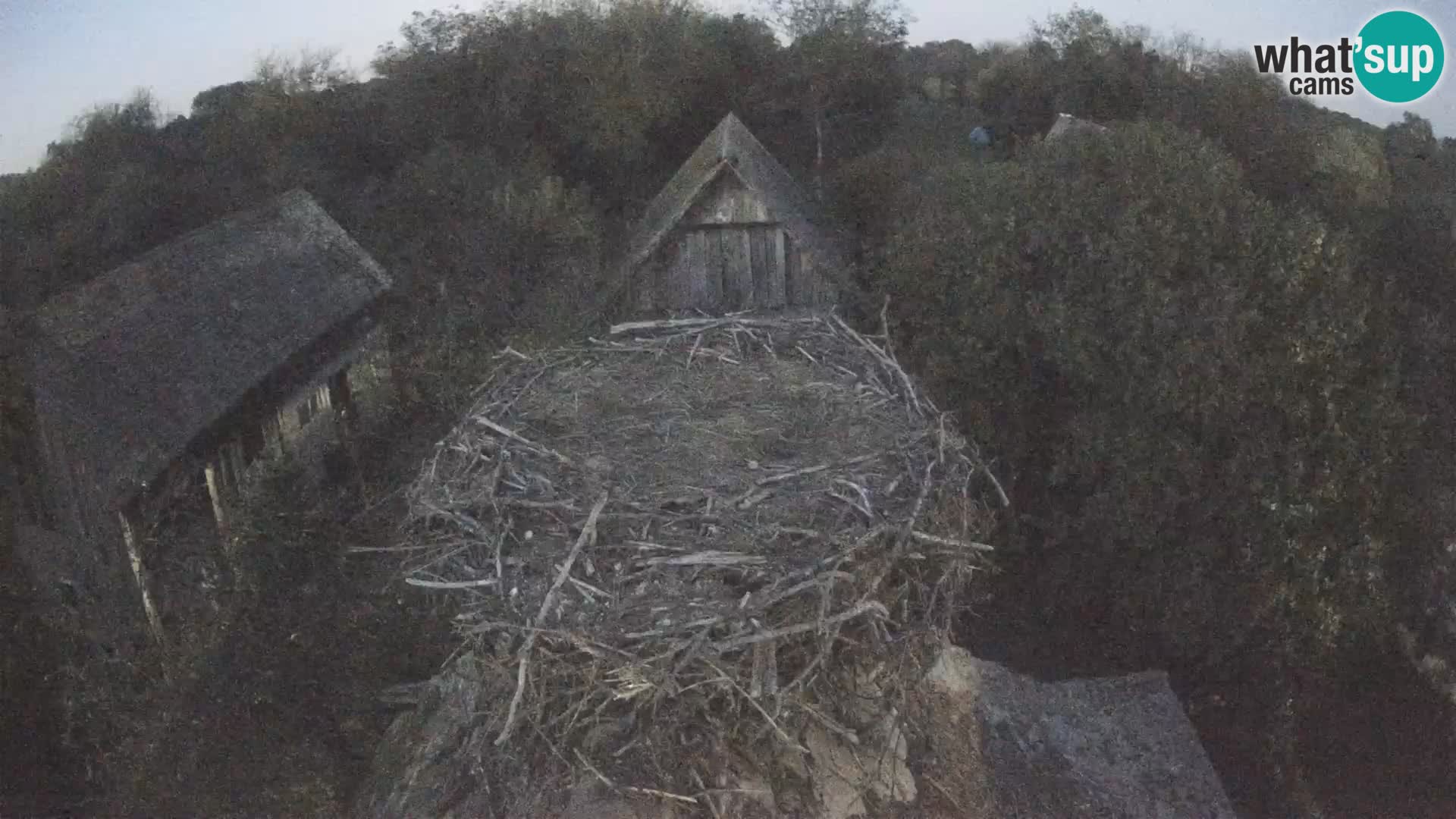 Pueblo europeo de cigüeñas camera en vivo Parque Natural Lonjsko polje