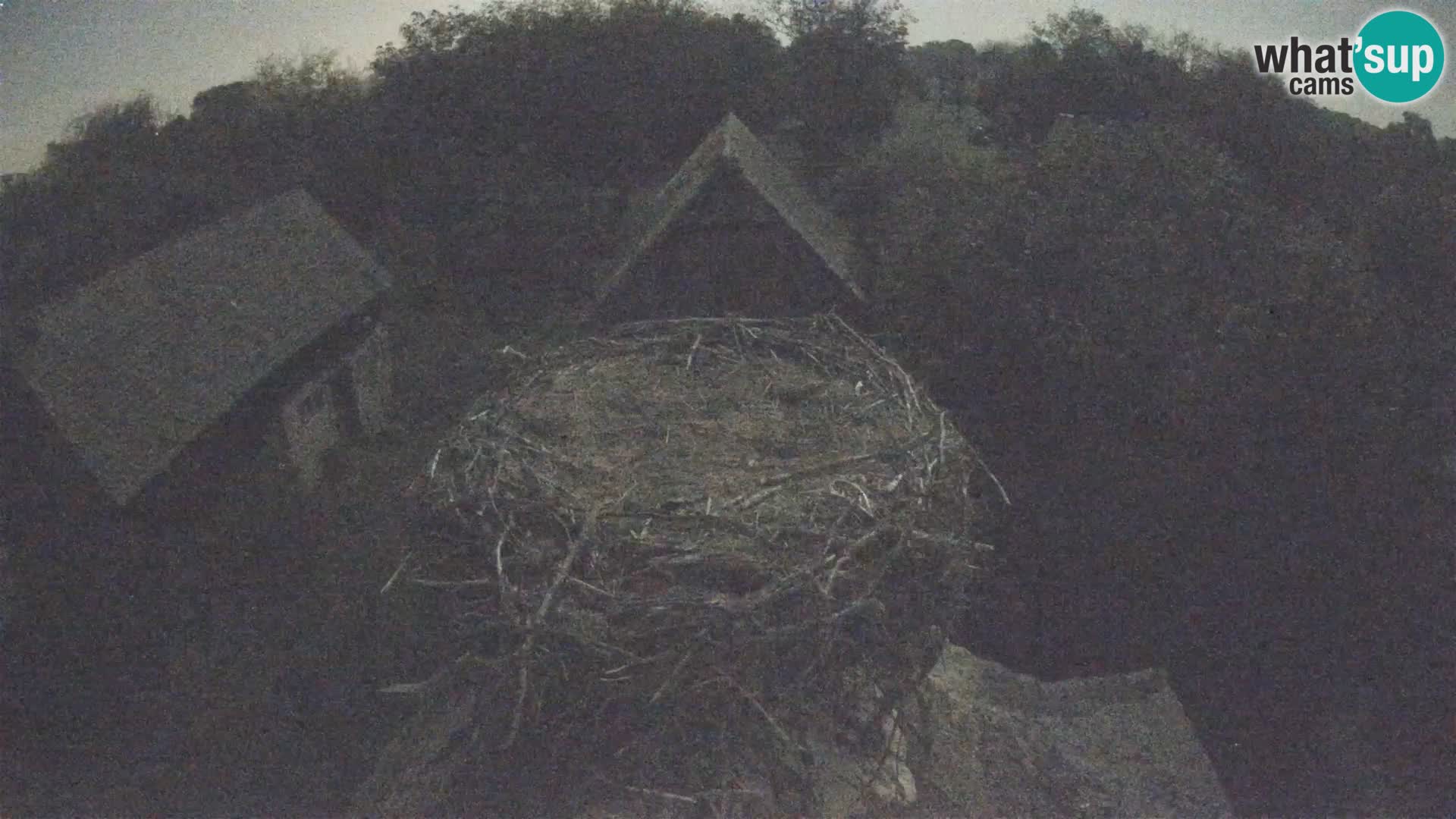Live webcam European stork village – Lonjsko polje Nature Park