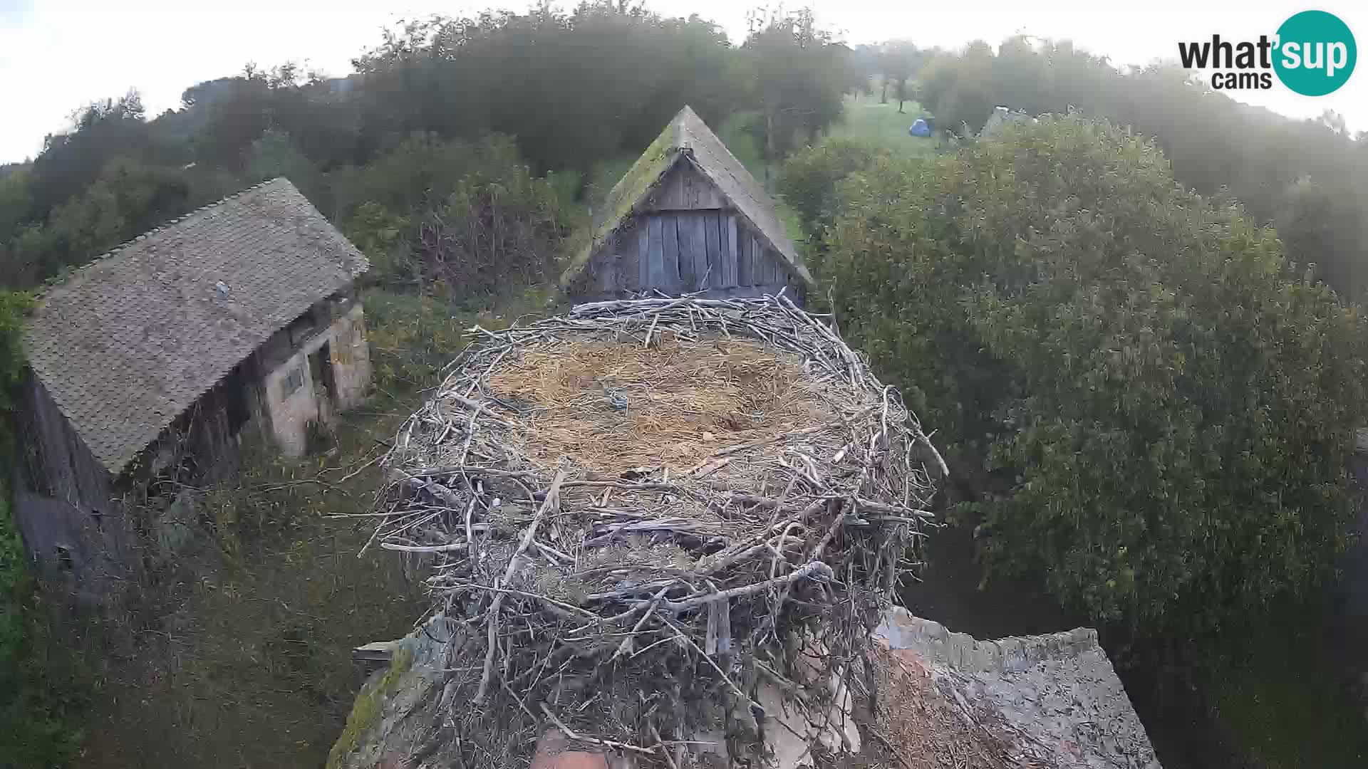 Webcam Europäisches Storchendorf – Naturpark Lonjsko polje