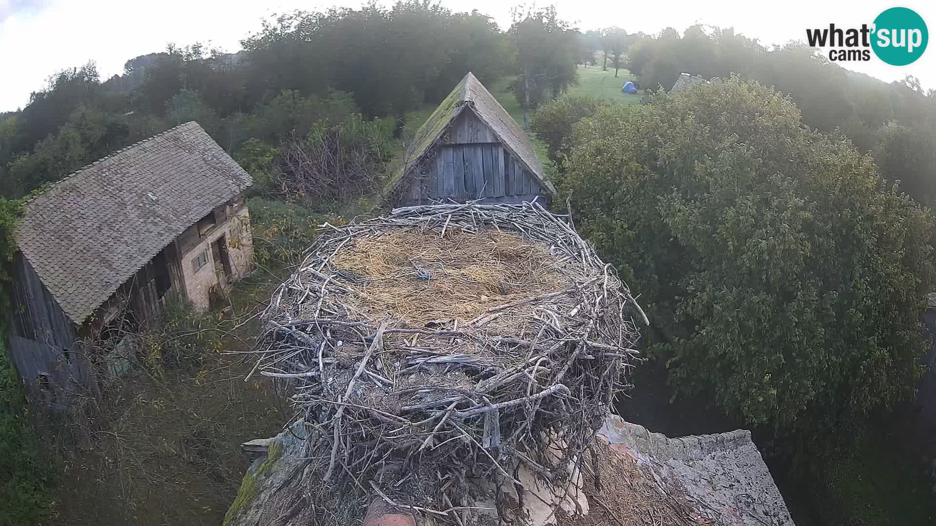 Webcam Europäisches Storchendorf – Naturpark Lonjsko polje