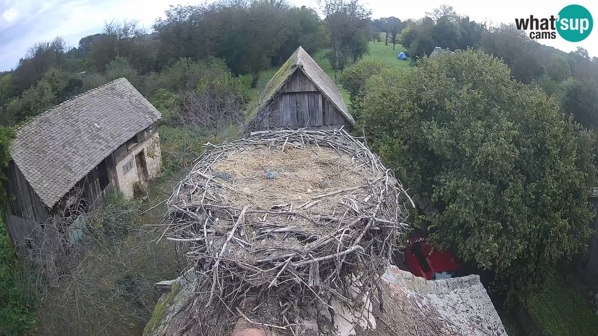 Webcam Europäisches Storchendorf – Naturpark Lonjsko polje