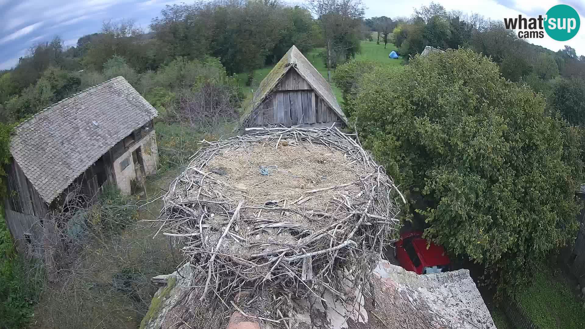 Villaggio delle cicogne europee webcam Parco naturale di Lonjsko polje