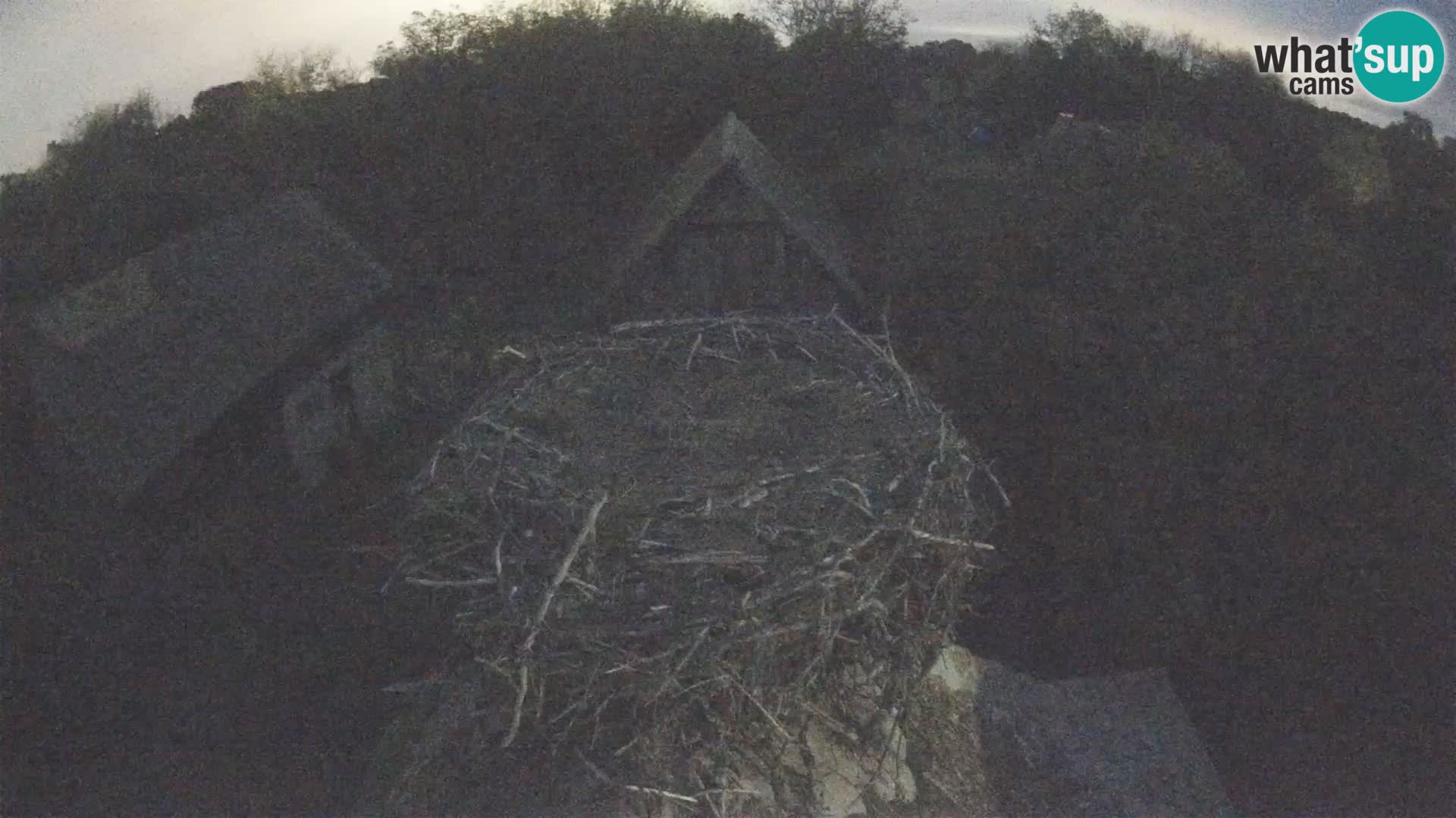 Villaggio delle cicogne europee webcam Parco naturale di Lonjsko polje
