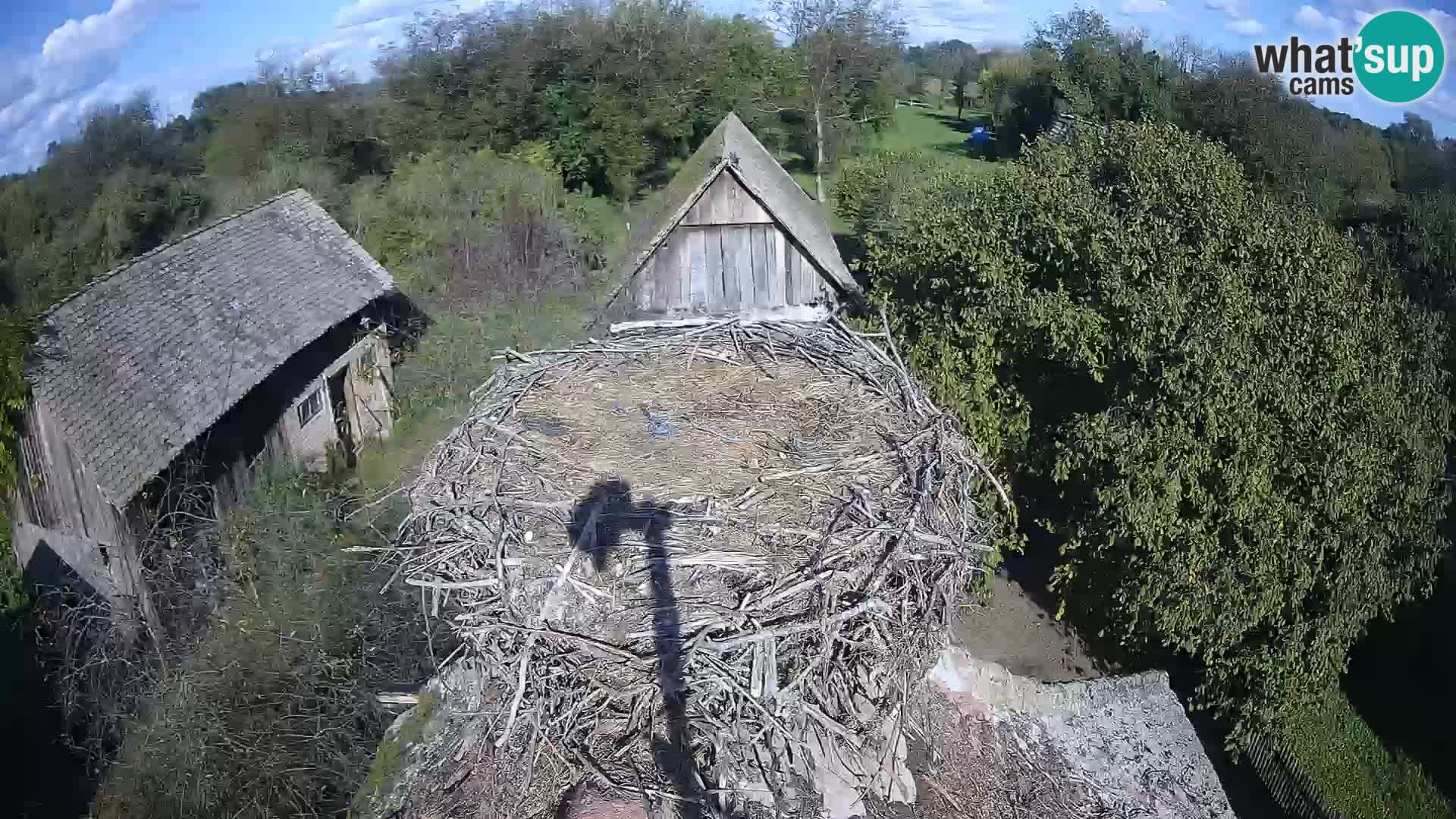 Village européen de cigognes webcam Parc naturel de Lonjsko polje
