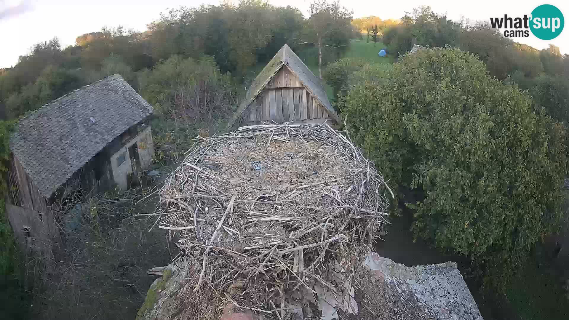 Village européen de cigognes webcam Parc naturel de Lonjsko polje