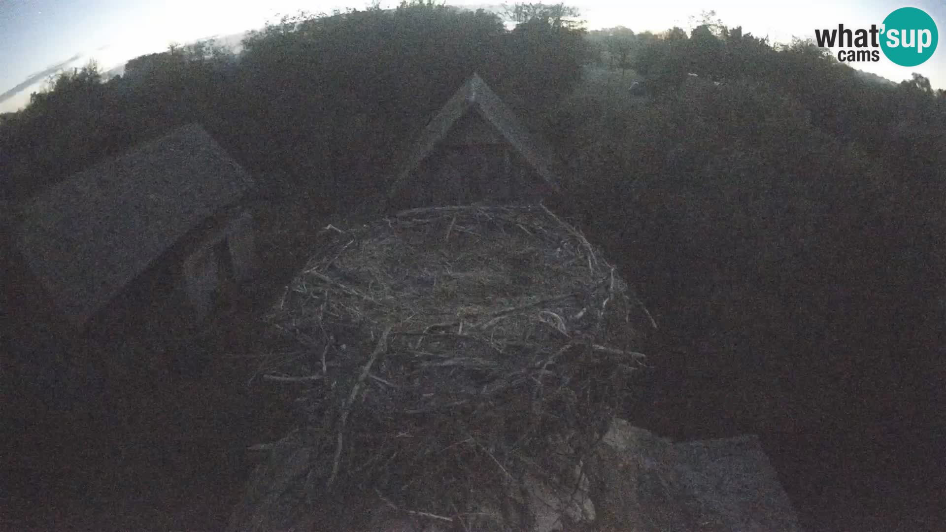 Live webcam European stork village – Lonjsko polje Nature Park
