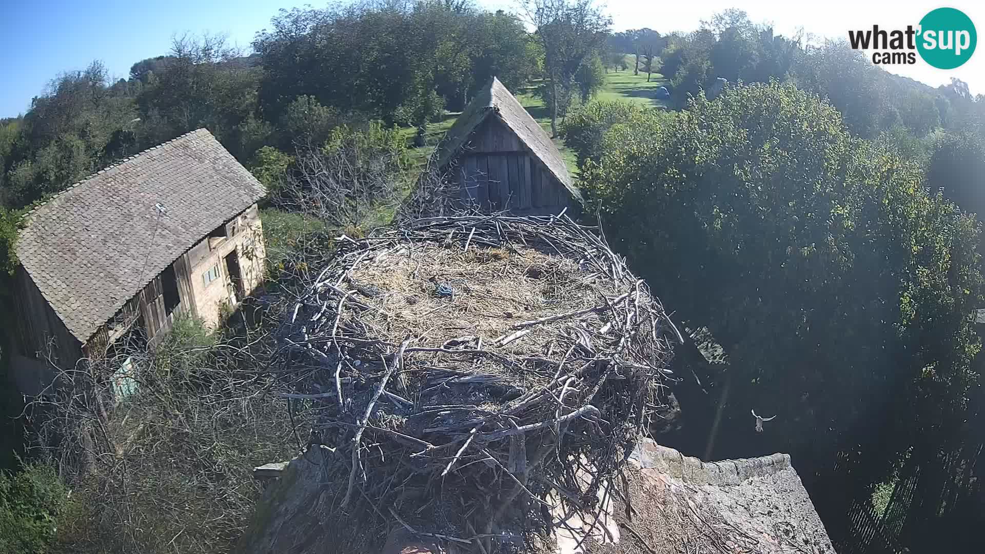 Pueblo europeo de cigüeñas camera en vivo Parque Natural Lonjsko polje