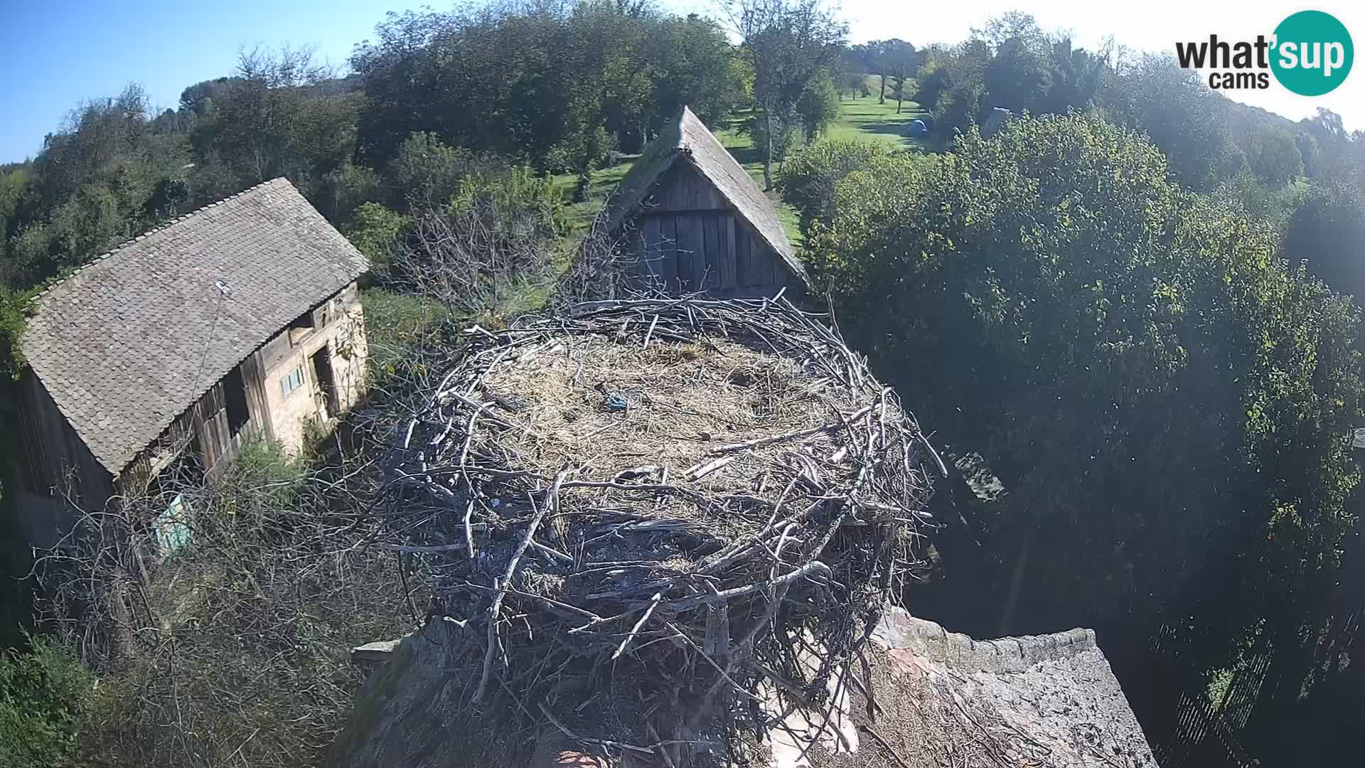 Evropska vas štorklje – Krajinski park Lonjsko polje spletna kamera