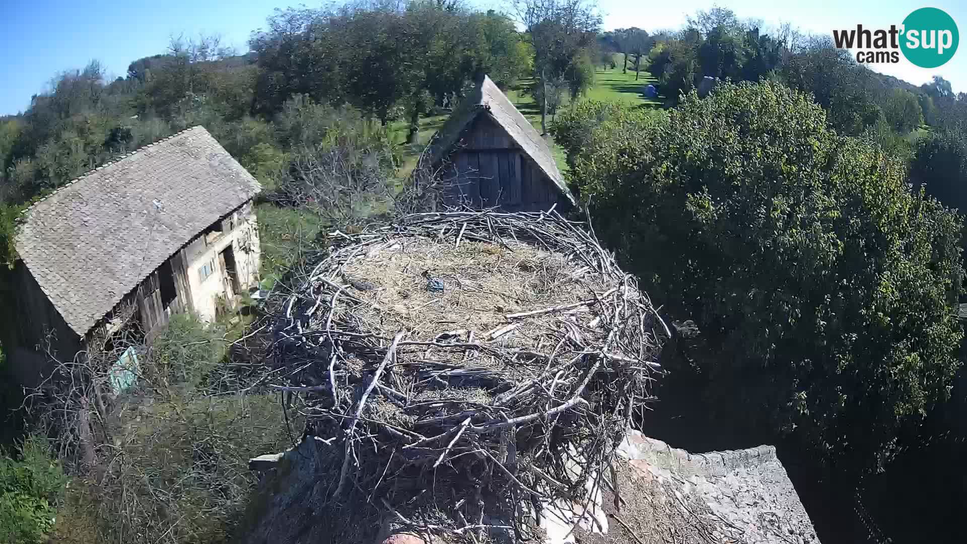 Webcam Europäisches Storchendorf – Naturpark Lonjsko polje