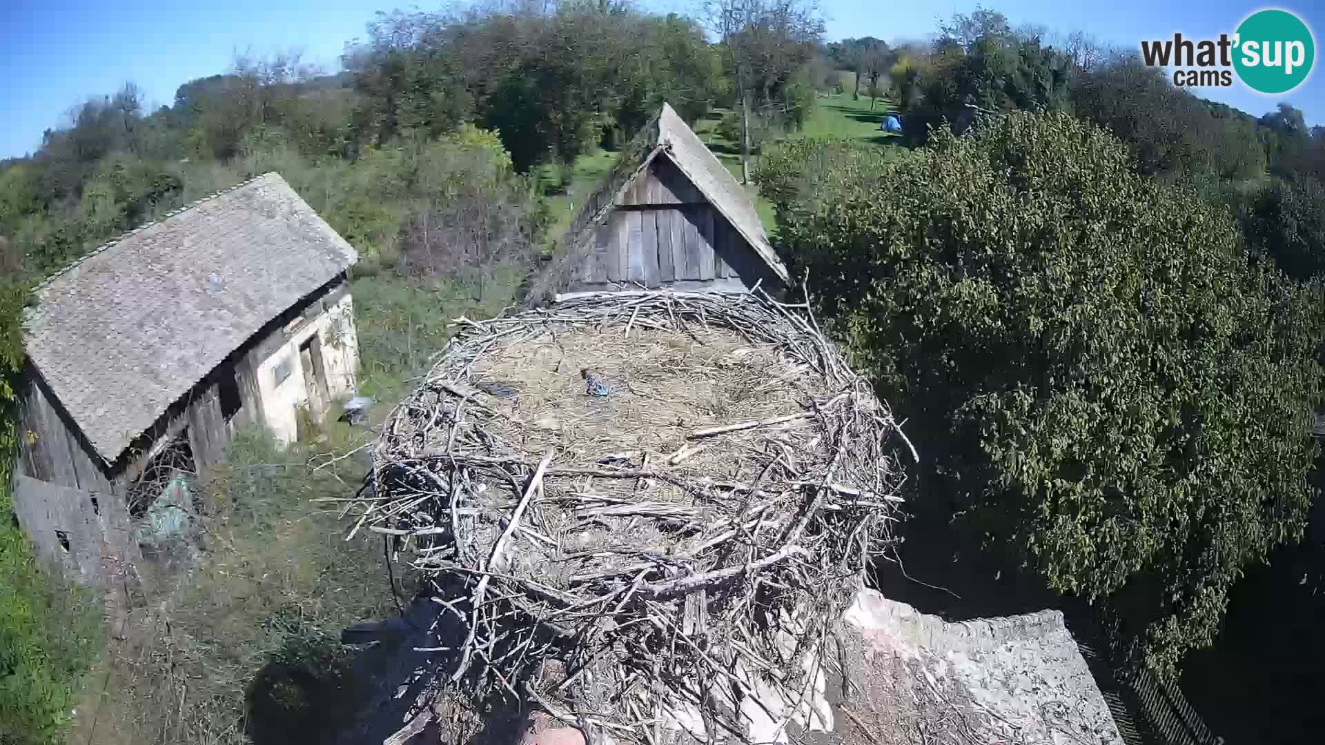 Webcam Europäisches Storchendorf – Naturpark Lonjsko polje