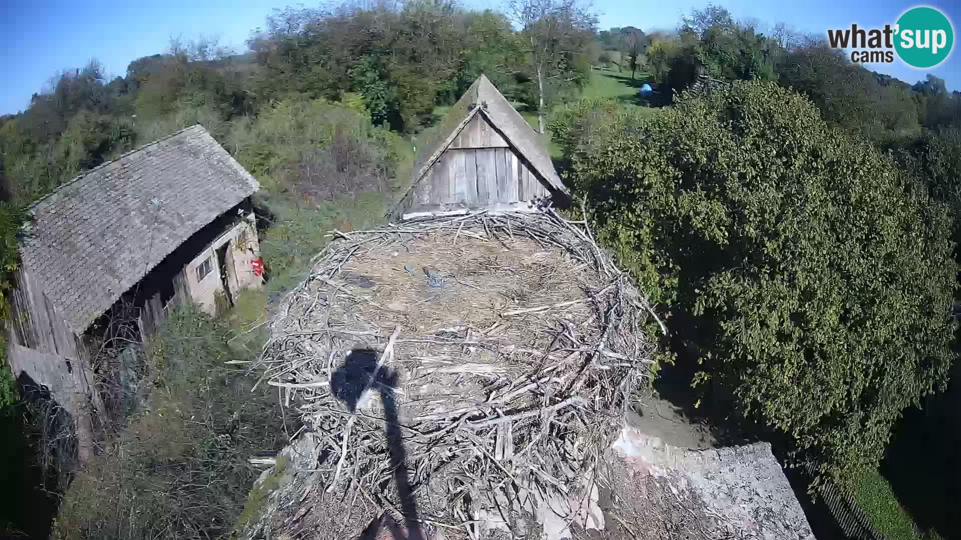 U živo Europsko selo roda – Park prirode Lonjsko polje