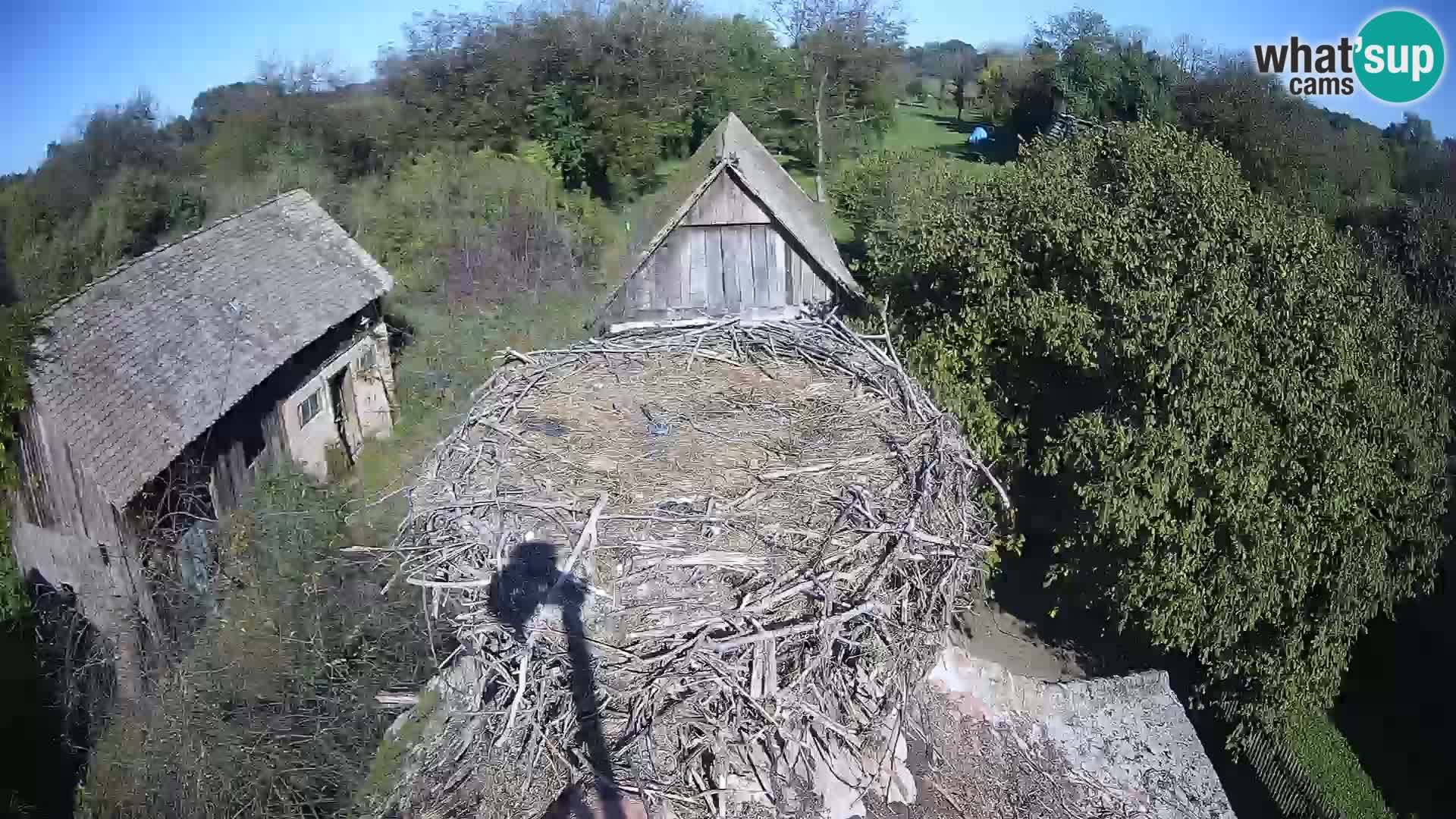 Village européen de cigognes webcam Parc naturel de Lonjsko polje
