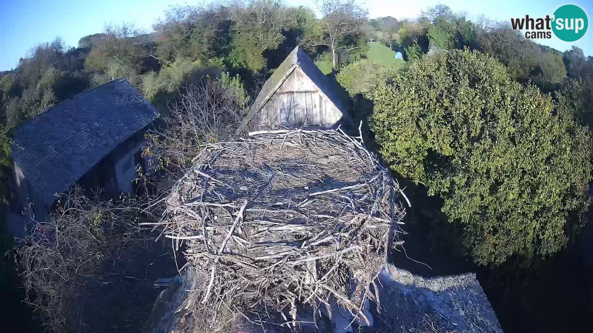 Villaggio delle cicogne europee webcam Parco naturale di Lonjsko polje