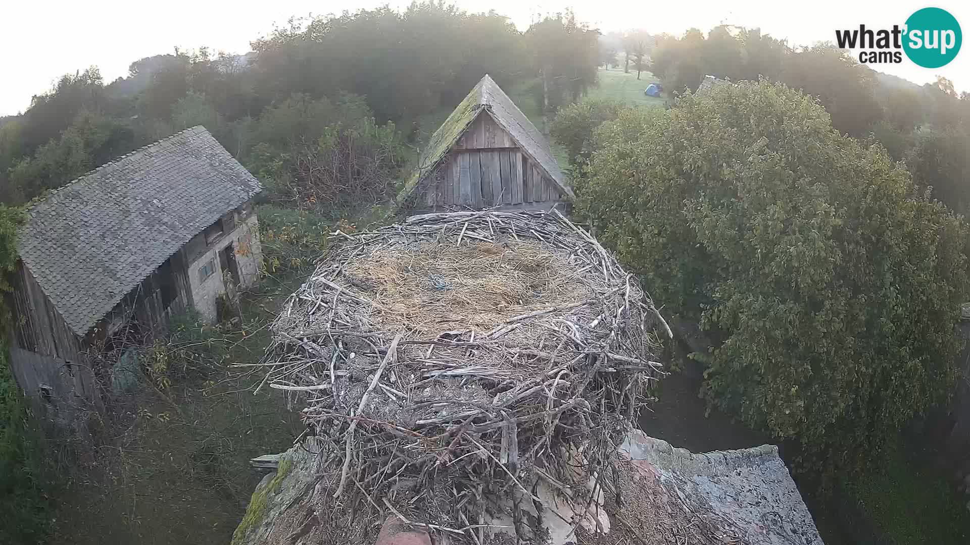 Webcam Europäisches Storchendorf – Naturpark Lonjsko polje