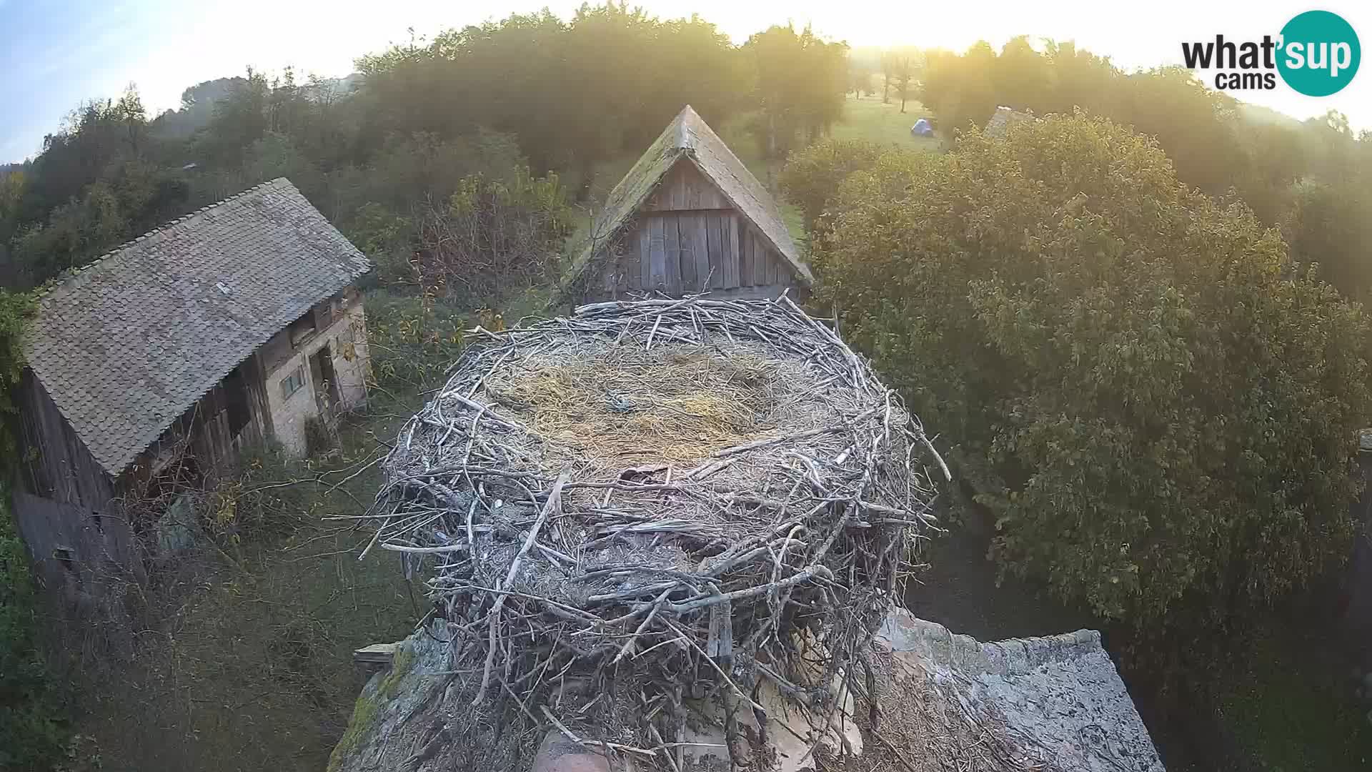 Pueblo europeo de cigüeñas camera en vivo Parque Natural Lonjsko polje
