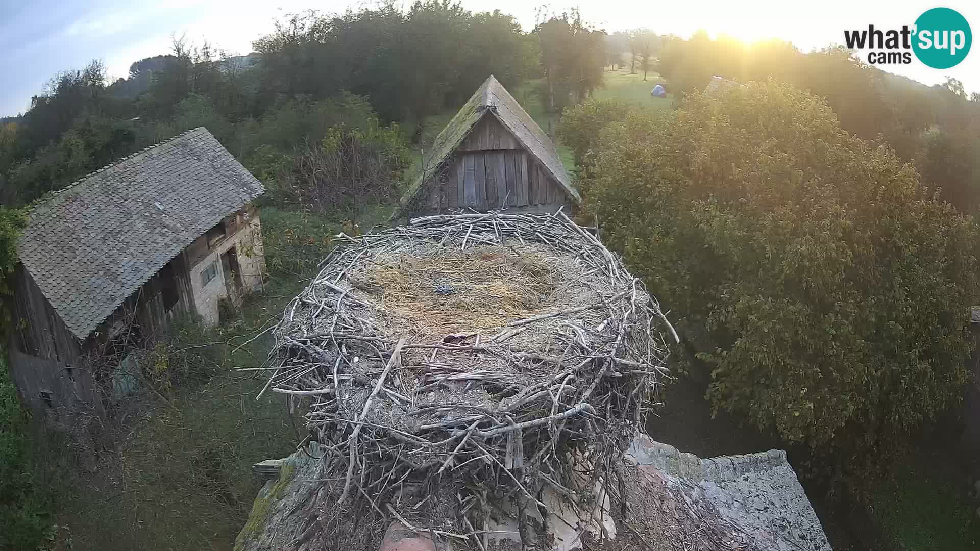 Evropska vas štorklje – Krajinski park Lonjsko polje spletna kamera