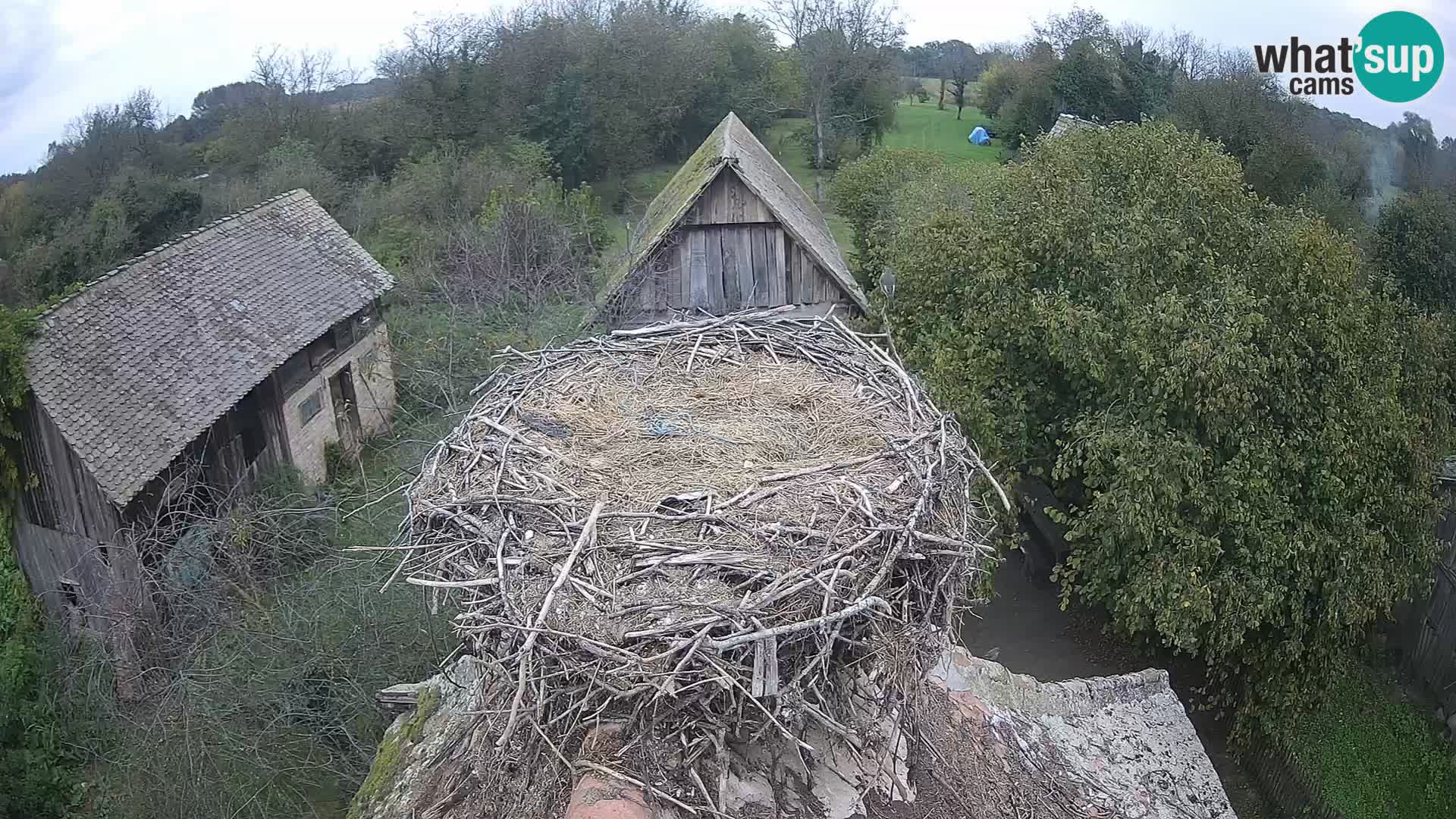 U živo Europsko selo roda – Park prirode Lonjsko polje