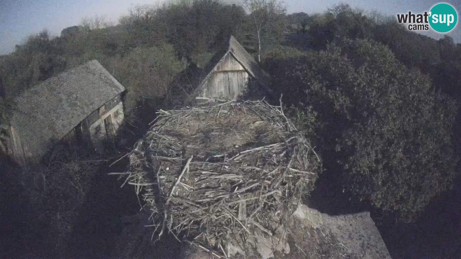 Webcam Europäisches Storchendorf – Naturpark Lonjsko polje