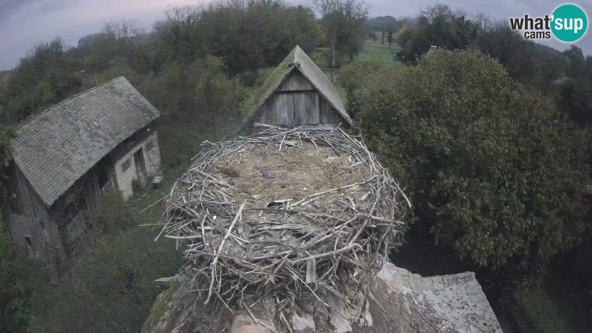 Village européen de cigognes webcam Parc naturel de Lonjsko polje